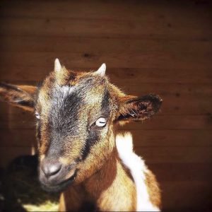 élevage du petit berger, chèvres toys, chèvres miniatures, chèvres toys miniatures