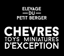 Chèvres toys, naines et mottes tricolores