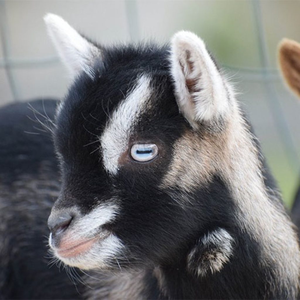 élevage du petit berger, chèvres toys, chèvres miniatures, chèvres toys miniatures