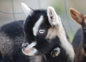 élevage du petit berger, chèvres toys, chèvres miniatures, chèvres toys miniatures