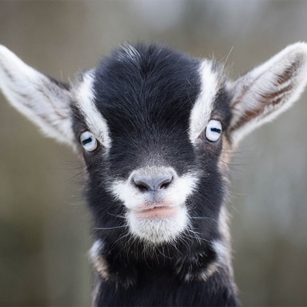 élevage du petit berger, chèvres toys, chèvres miniatures, chèvres toys miniatures