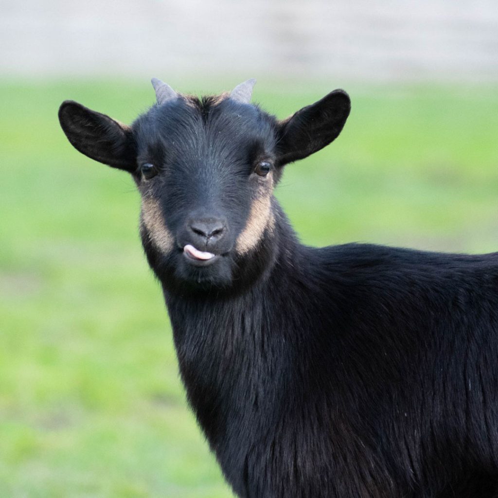 elevage-chevres-toys-miniatures-chevre-noir