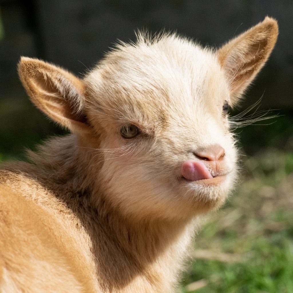 elevage-chevres-toys-miniatures-chevreau-beige