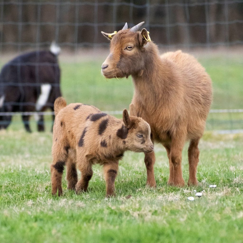 elevage-chevres-toys-miniatures-chevreau-beige-noir