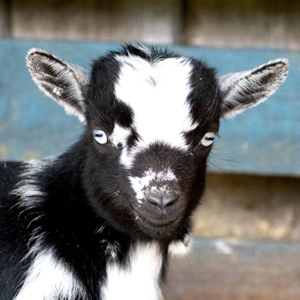 elevage-chevres-toys-miniatures-chevreau-noir-blanc