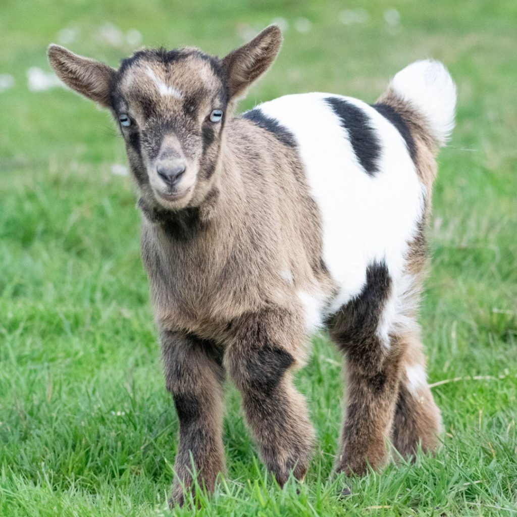 elevage-chevres-toys-miniatures-chevreau-tricolore