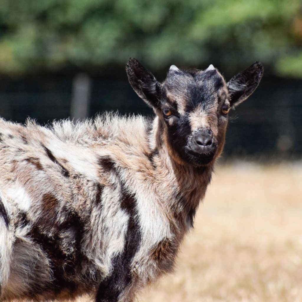 elevage-chevres-toys-miniatures-tricolore-beige-blanche-noir