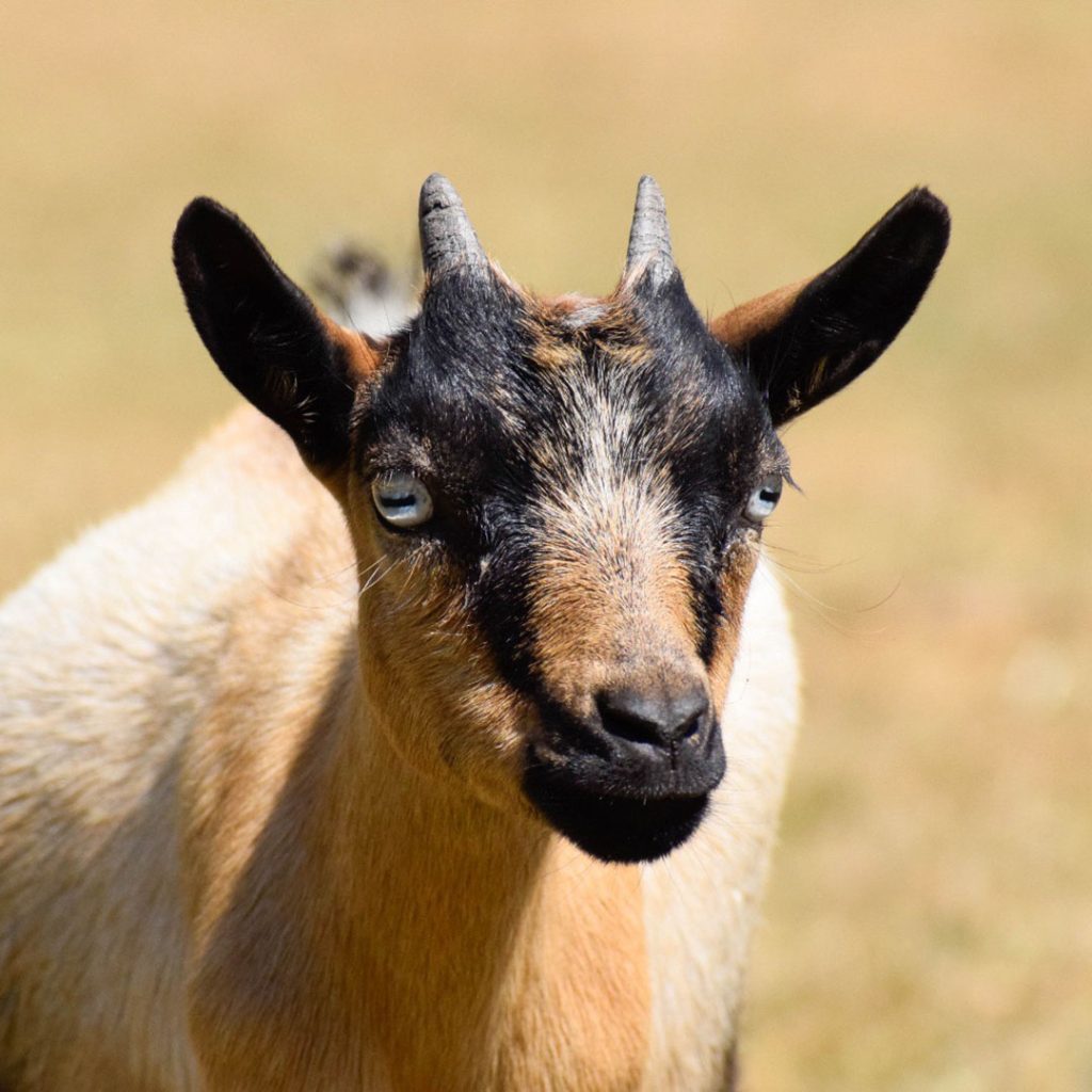 elevage-chevres-toys-miniatures-tricolore-beige-marron