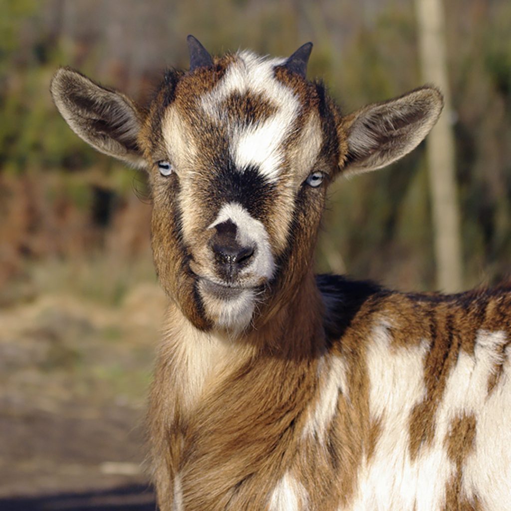 reproductrice-chevre-toy-yeux-bleus