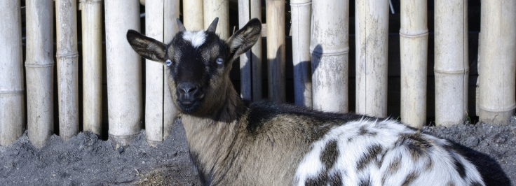 Chevres Toys Miniatures Elevage Du Petit Berger