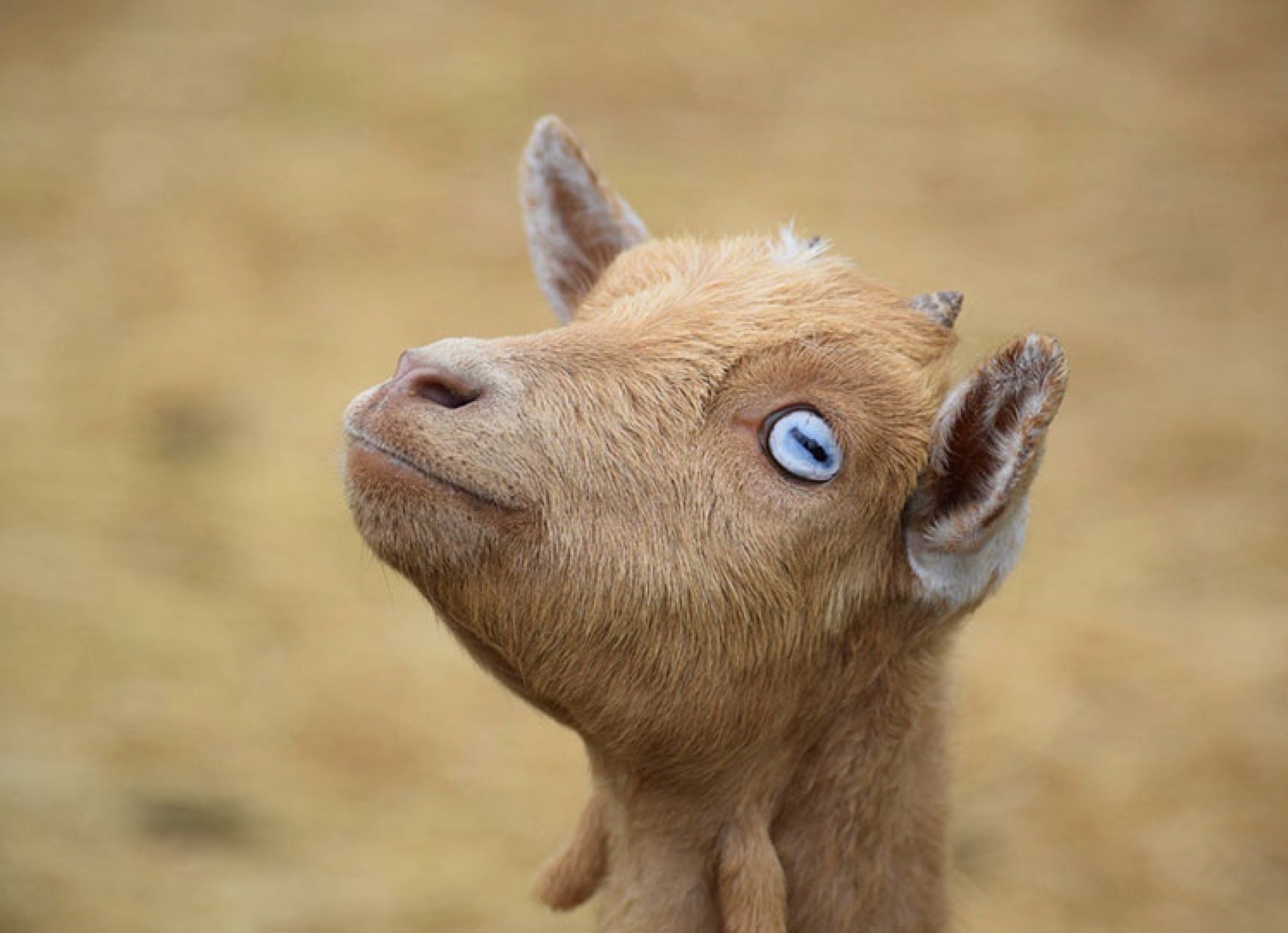 Chèvres toys miniatures Elevage du petit berger