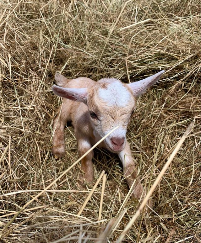 Chevres Toys Miniatures Elevage Du Petit Berger